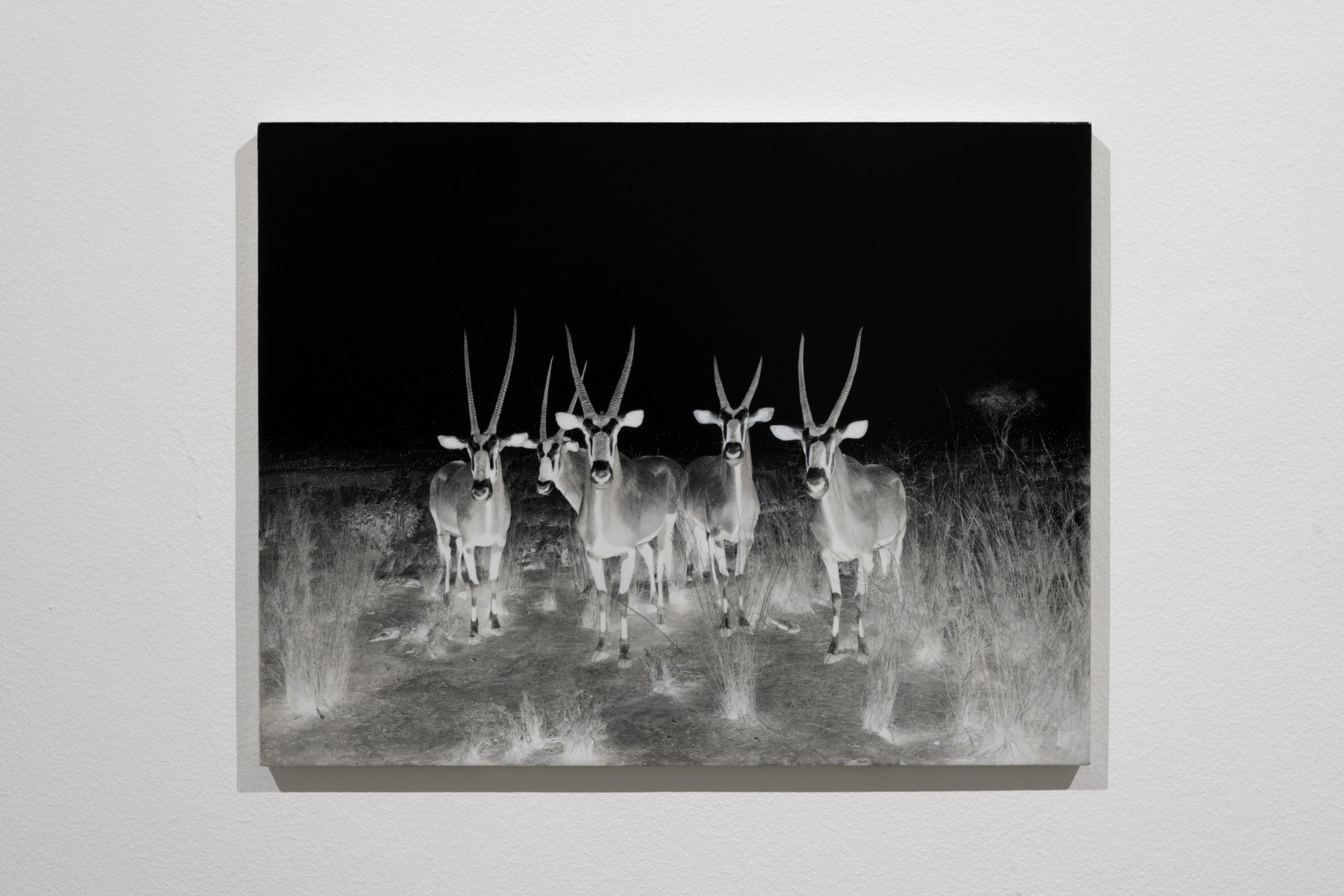 Gemsbok, 2023